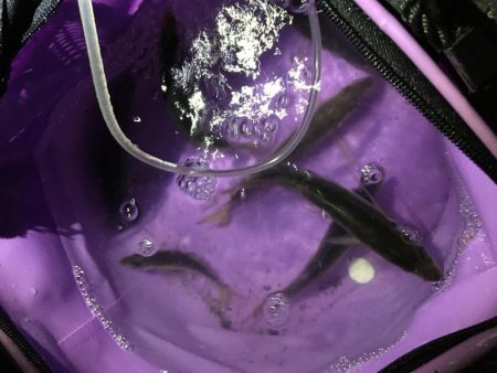 結局アジとツバス1匹